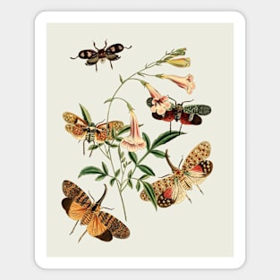 Moths and  Flower Nature Illustration Magnet